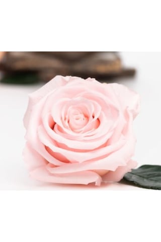 Rose Amor PİNK - 04 PEMBE şoklanmış solmaz gül XL 1 KUTU (6 ADET