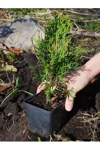 Leylandi Çam Fidanı 10-25cm 30 Adet Tüplü Bahçe Bitkisi Cupressus Leylandii