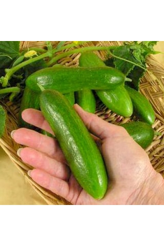 Yerli Doğal Kokulu Çengelköy Hıyarı Badem Salatalık 50 Adet Tohum