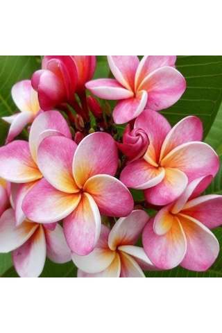 Saksıda Amerikan Fulu (plumeria Alba) Ağacı Fidanı Saksıda Amerikan Fulu (plumeria Alba) Ağacı Fidanı