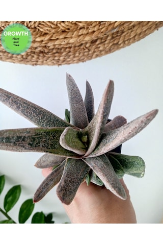 Gasteria Little Warty Variegated 1 Adet