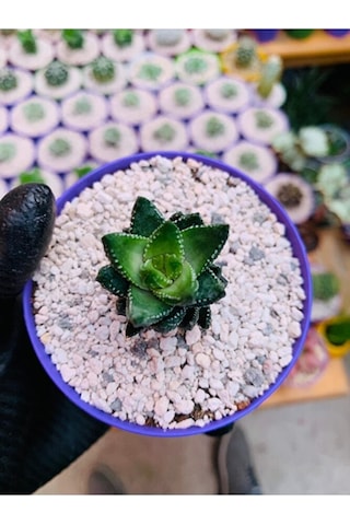 Haworthia Reinwardtii Özel Tür Haworthia