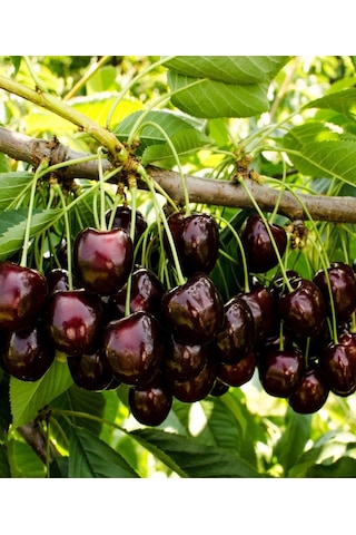 2 Adet Kara ( Siyah ) Kiraz Fidanı 3 Yaş