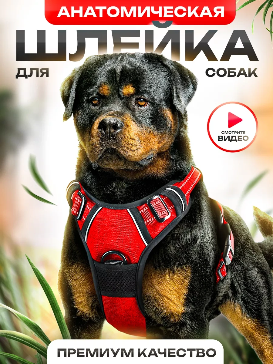 Petfort Orta Ve Büyük Irk Köpekler İçin Anatomik Koşu Kayışı 175588727 Kırmızı