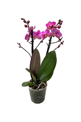 Phalaenopsis 'vienna' Fuşya Orkide Ø12 Cm 45-50 Cm