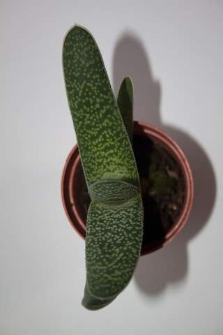 Gasteria Pillansii Sukulent Tekli 5,5 Cm Saksıda