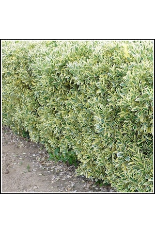 Alaca Taflan Fidanı 30-50 Cm Euonymus Japonica Variegata Da