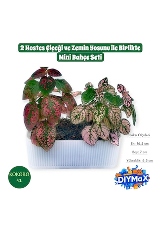 Hostes Çiçeği Saksısı 2 Canlı Bitkili Dekoratif Masaüstü Bitki Ofis Ve Ev İçin Mini Bitki Bahçesi Beyaz