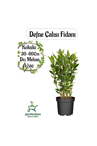 Yoğun Kokulu Defne Fidanı 30-60cm 1 Adet Saksılı/tüplü Bahçe Bitkisi Laurus Nobilis