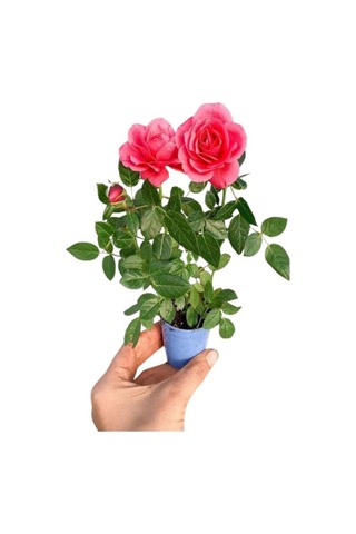 Beyaz Alacalı Benjamin Bitkisi+ Pembe Bodur Begonvil+ Gül Fidanı
