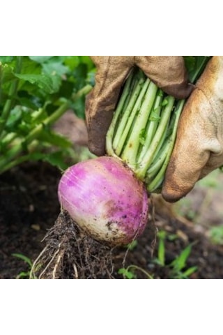 Yem Şalgamı Tohumu 5 KG Yumru Tip Yem Şalgamı Yem Bitkisi Tohum