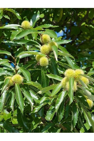 Kestane Fidanı Castanea Sativa ,
