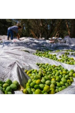 ZEYTİN SERGENİ 4 X 12 ZEYTİN HASAT ÖRTÜSÜ OVERLOKLU ZEYTİN SERGİS