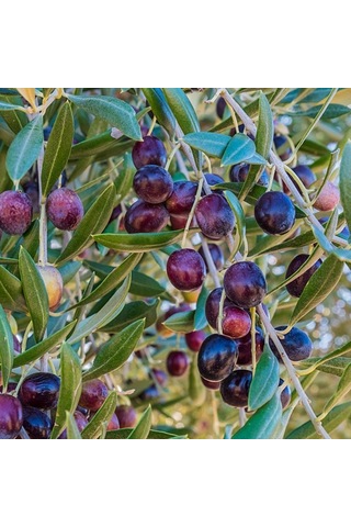 Tüplü Gemlik Tirilye Zeytin Fidanı