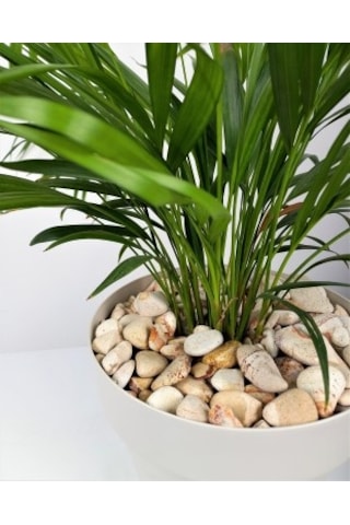 Sarı Çizgili Dolomit 4 Kg 2-4 Cm Sarı Dolomit Taş