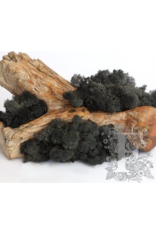 Reindeer moss BLACK(SİYAH) şoklanmış norveç yosunu