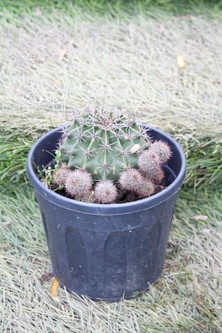 Örümcek Kaktüsü Gymnocalycium Baldianum Büyük Boy Kaktüs