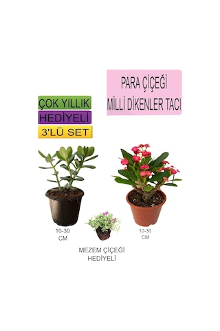 Avantajlı Ürünler 3'lü Set Para Çiçeği Kırmızı Milli Dikenler Tacı Mezem Çiçeği Çok Renkli