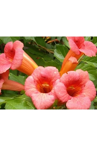 Acem Borusu Campsis Radicans Sarmaşık Fidanı 15 25 Cm Boyları