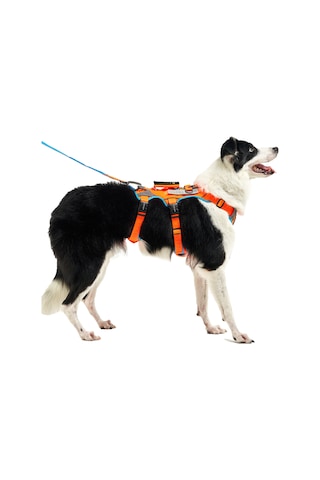 Interlaken Earthtech Slim 3.0 Köpek Göğüs Tasması Mavi - Turuncu L Mavi - Turuncu