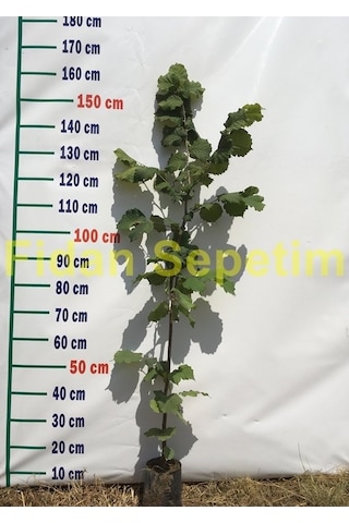 2 Yaş Çakıldak Fındık Fidanı N11.367