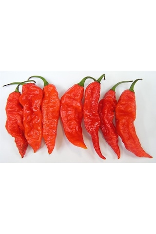 5 Adet Bhut Jolokia Çok Acı Biber Tohumu- Dünyanın En Acı Biberi