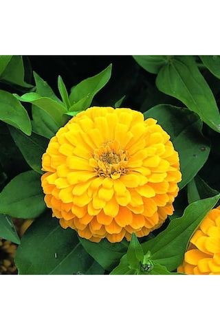 Sarı Renk Zinnia Çiçeği Tohumu