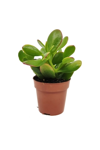 Para Çiçeği Crassula Ovata 50 Adet
