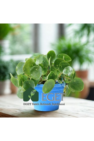 Eget Çin Para Bitkisi Pilea Peperomioides