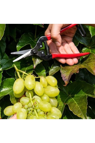 Berger 1600 Üzüm Ve Naranciye Toplama Makası 20 Cm