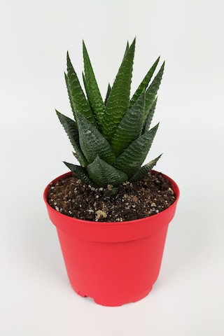 Haworthia Limifolia Sukulent 8.5 Cm Kırmızı Saksıda Büyük Boy