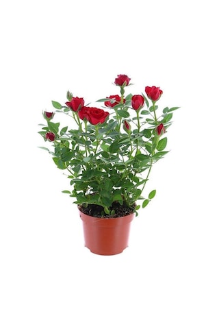 Yediveren Kırmızı Gül Fidanı 1 Adet 30-50 Cm Yediveren Red Rose 4271