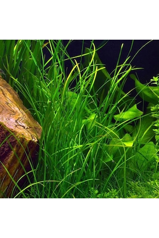 Vallisneria Nana 'Saz' Saksı Canlı Bitki