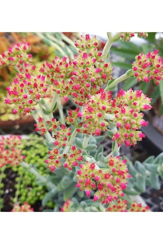 Crassula Jade Mesembryanthemoides Pembe Küçük Çiçek Veren Sukulent 8.5 CM Kırmızı Saksıda