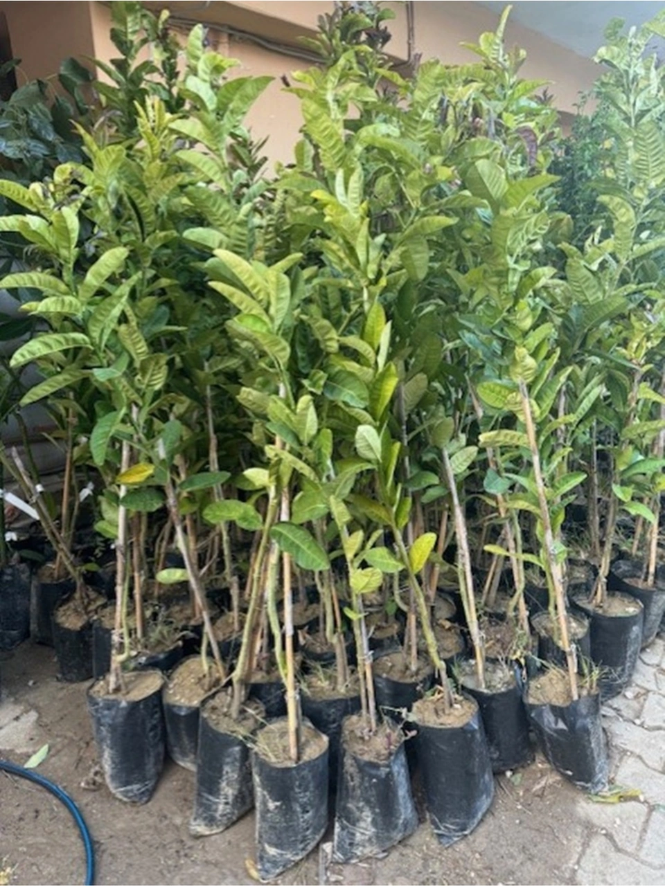 5 Yaş,saksıda,meyve Veren Budanın Eli Limon Fidanı Boy 140-160 Cm