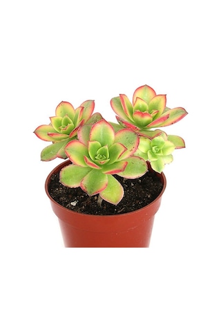 Aeonium Kiwi - 10 Adet Sukulent - Teraryum Bitkisi