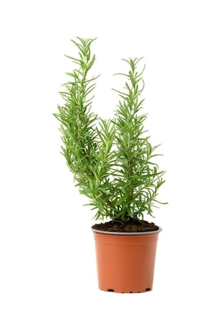 Aromatik Kokulu Mutfak Seti Itır Çiçeği+nane+kekik+biberiye Fidesi 4 Adet, Srd010na0818