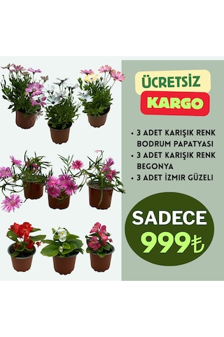 9'lu Çiçekli Bitki Seti 3 Adet Begonya + 3 Adet Bodrum Papatyası + 3 Adet İzmir Güzeli Balkon / Teras