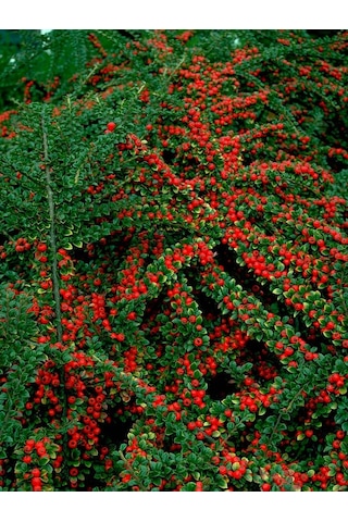 Cotoneaster Horizontalis - Yayılıcı Dağ Muşmulası