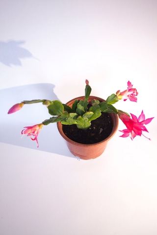 Schlumbergera Pembe Çiçek Açan Yılbaşı Çiçeği Sukulent Bitki 8 Cm Orta Boy Saksı