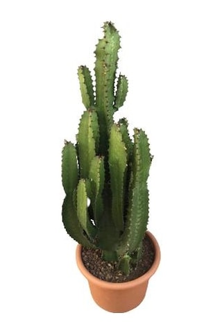Büyük Boy Euphorbia Acrurensis