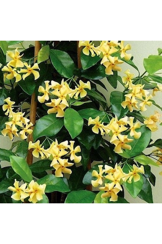 Sarı Çiçekli Sarmaşık Yasemin "star Of Toscane" 1-2 Yaş Arası