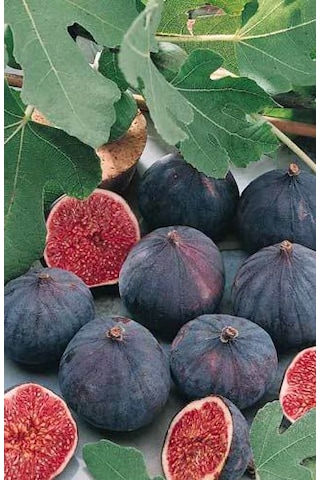 Sağlıklı Ve Lezzetli Mor İncir Fidanı Ficus Carica - 1-2 Yaşınd