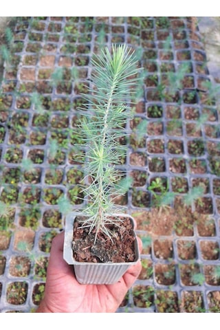 BONSAİ PİNUS SETİ (FİDAN+BONSAİ SAKSI+TOPRAK +BİTKİ BESİNİ)