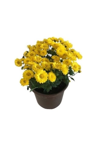 Sarı Kasımpatı Saksılı Krizantem Chrysanthemum