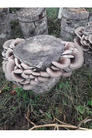 İstiridye Kavak Mantarı Tohumu Mantar Tohumu 5 Kg