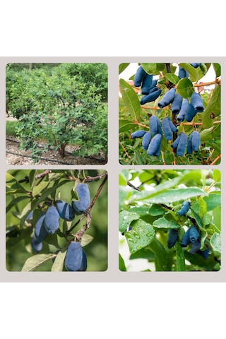 Arbutus Unedo - Balyemiş Fidanı Bahçeye Özel Meyveli Bitki 2 Yaş