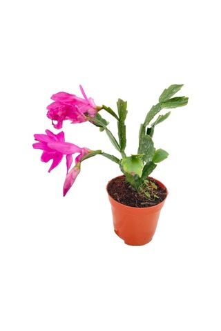 Yılbaşı Çiçeği Fidanı 5cm-20cm
