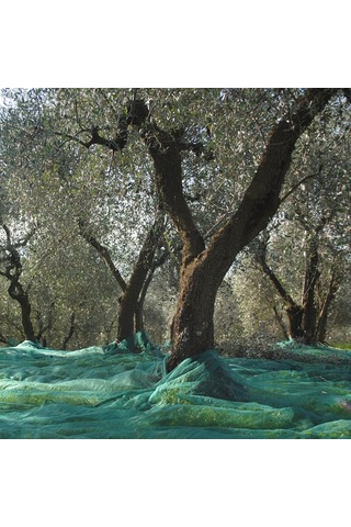 Zeytin Toplama Filesi