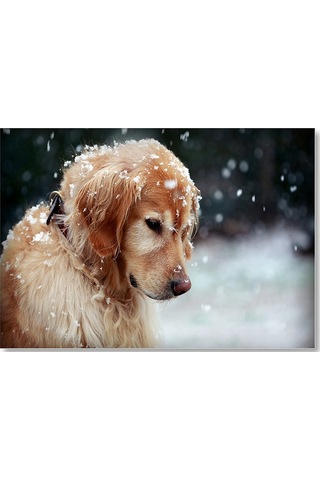 Cakasepetim Golden Retriever Ve Kar Taneleri Ahşap Mdf Tablo